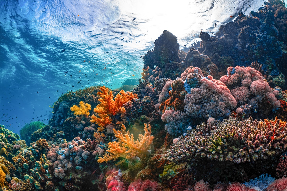 An underwater view of a colourful coral reef